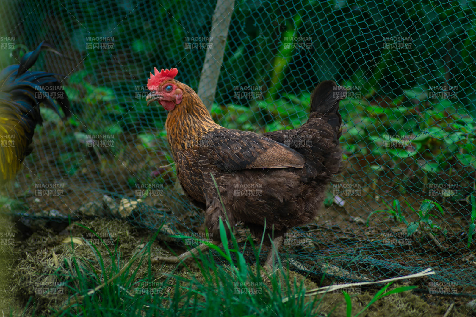 围栏中的鸡在觅食图片