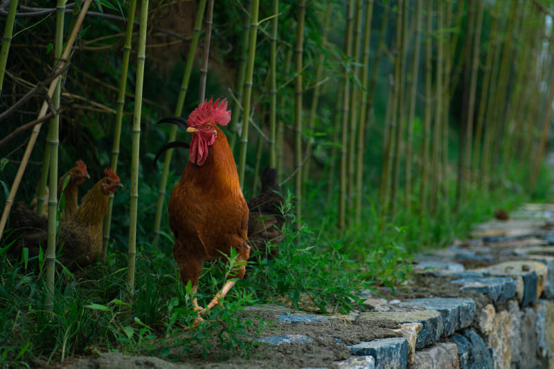 竹林中的公鸡图片