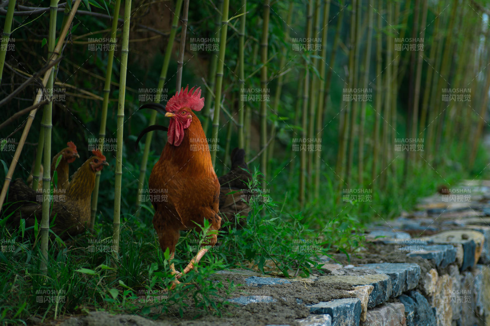 竹林中的公鸡图片