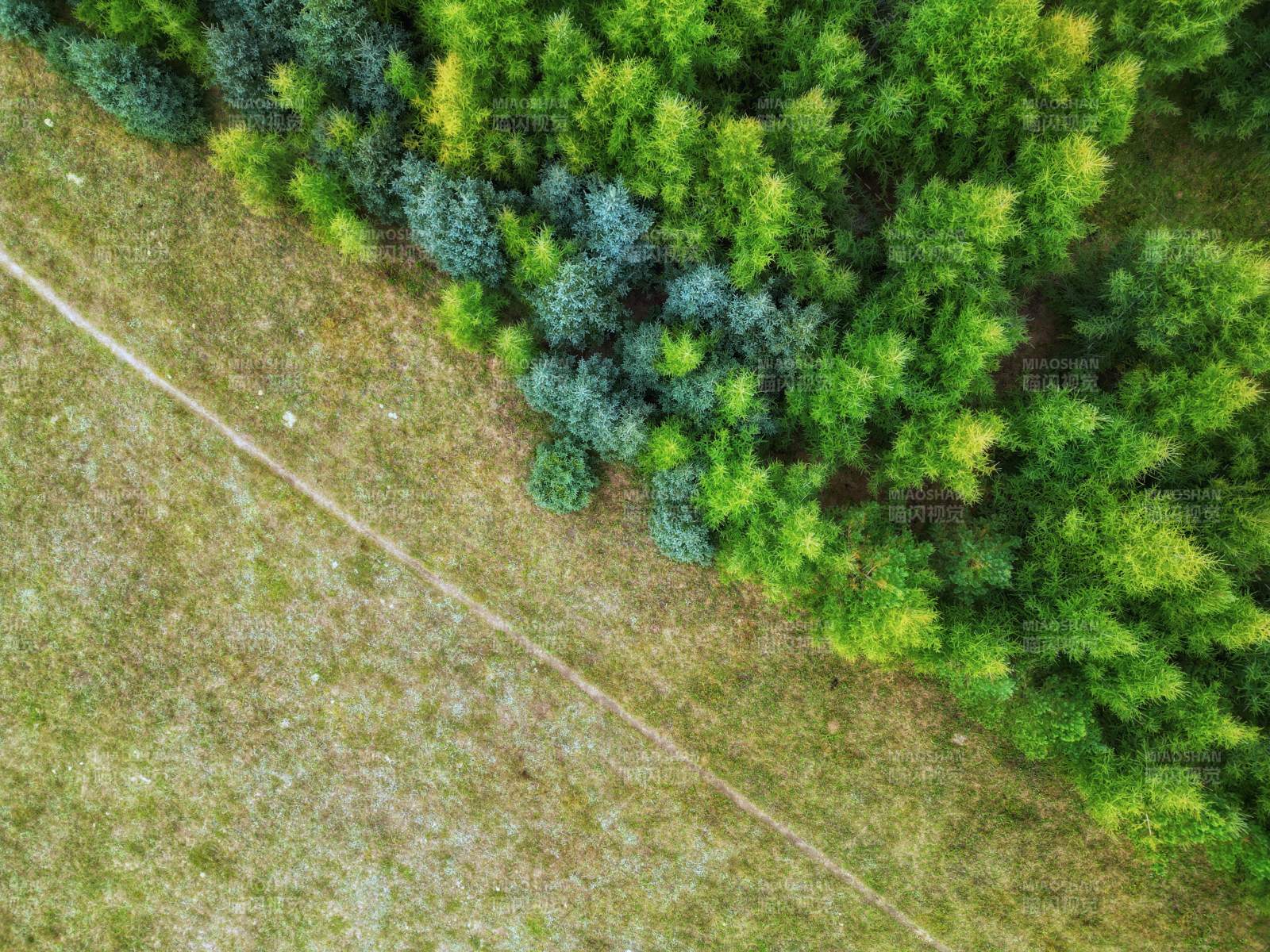 森林与草地的自然边界图片