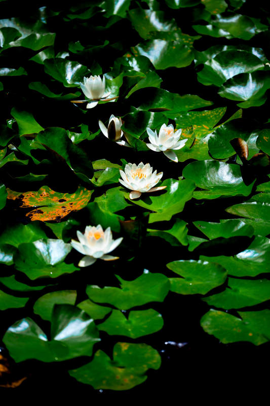 池塘中的睡莲与荷叶图片