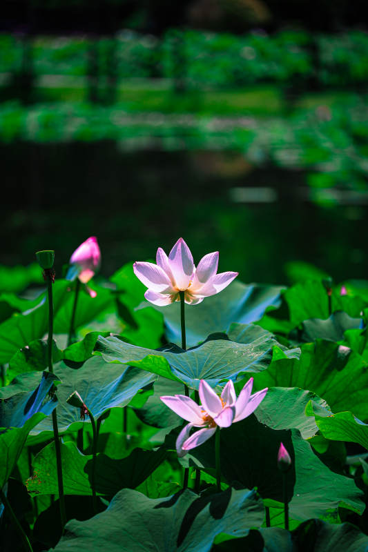 池塘中的莲花盛开图片