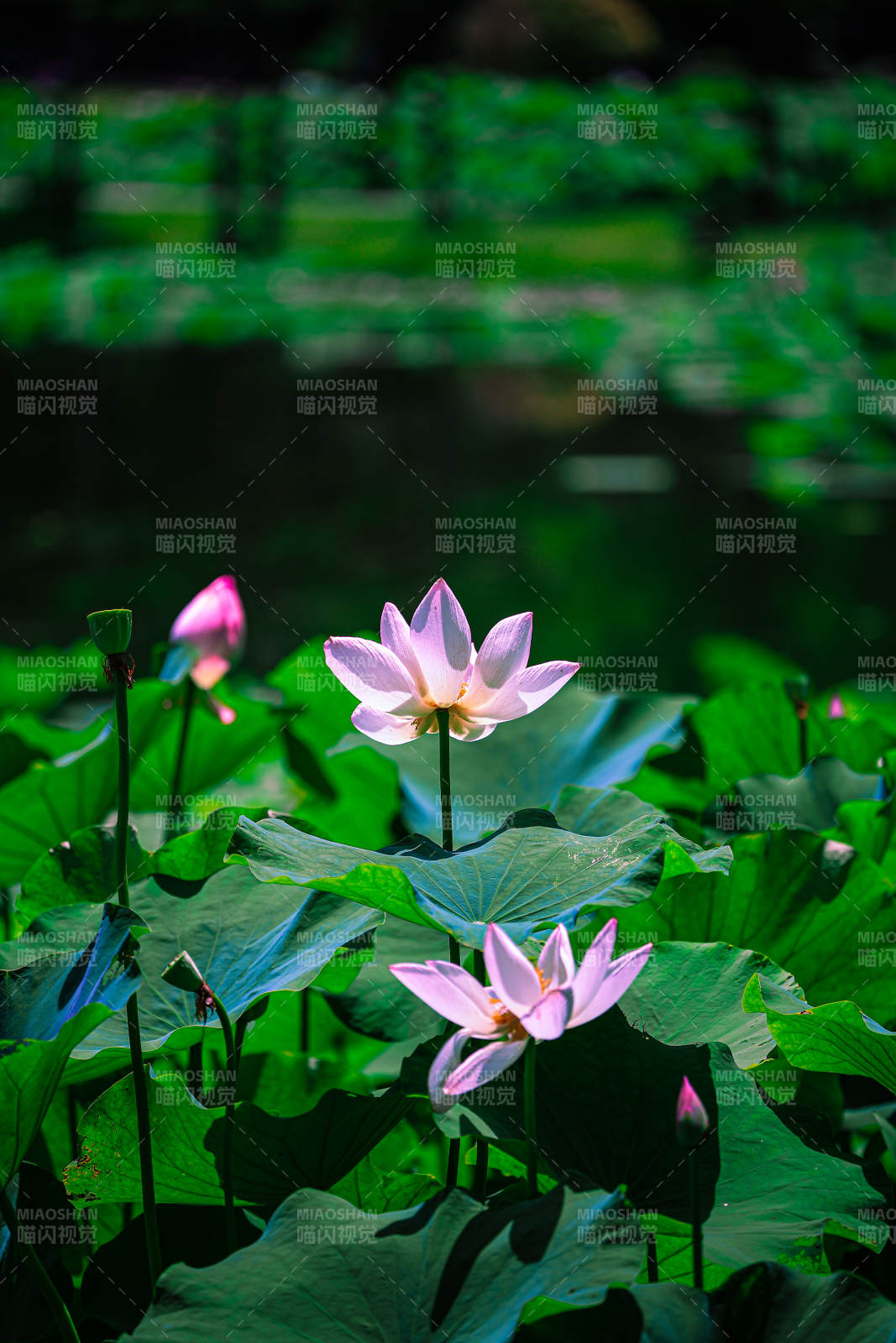 池塘中的莲花盛开图片