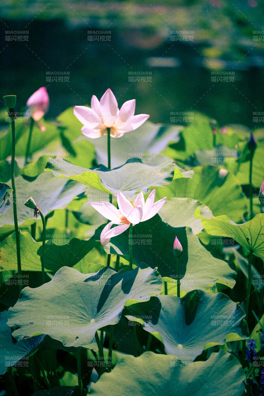 荷塘清影 莲花绽放图片