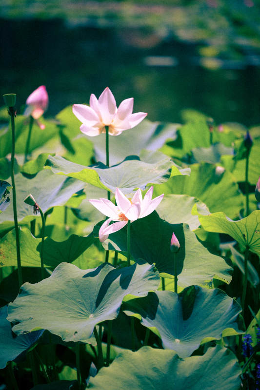 荷塘清影 莲花绽放图片