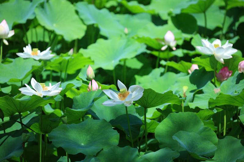 荷塘清幽 莲花绽放图片