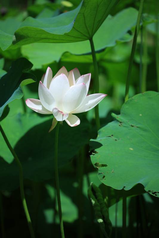 池塘中的莲花盛开图片