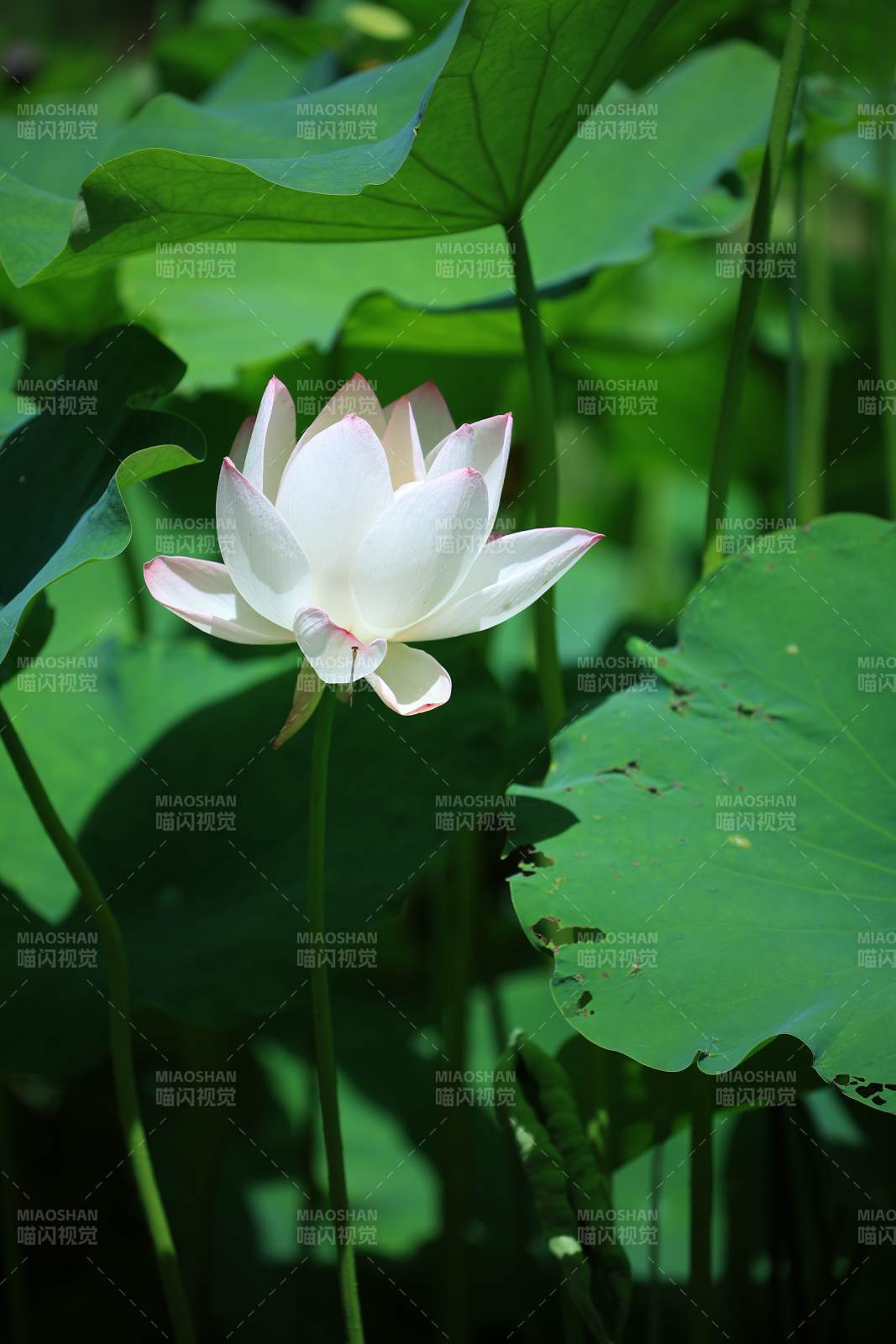 池塘中的莲花盛开图片