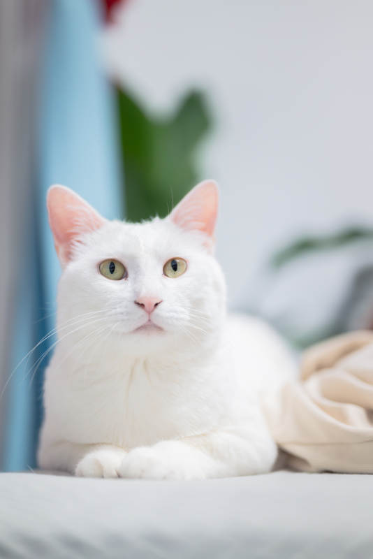 纯白猫咪的宁静时光图片