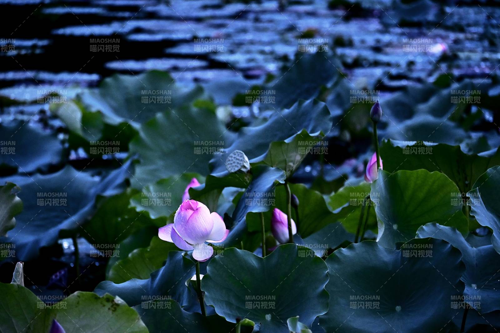 荷塘月色 静谧绽放图片