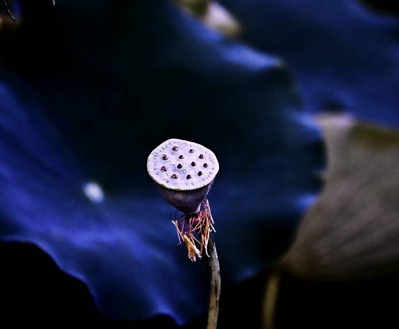 莲蓬静谧 蓝叶相伴图片