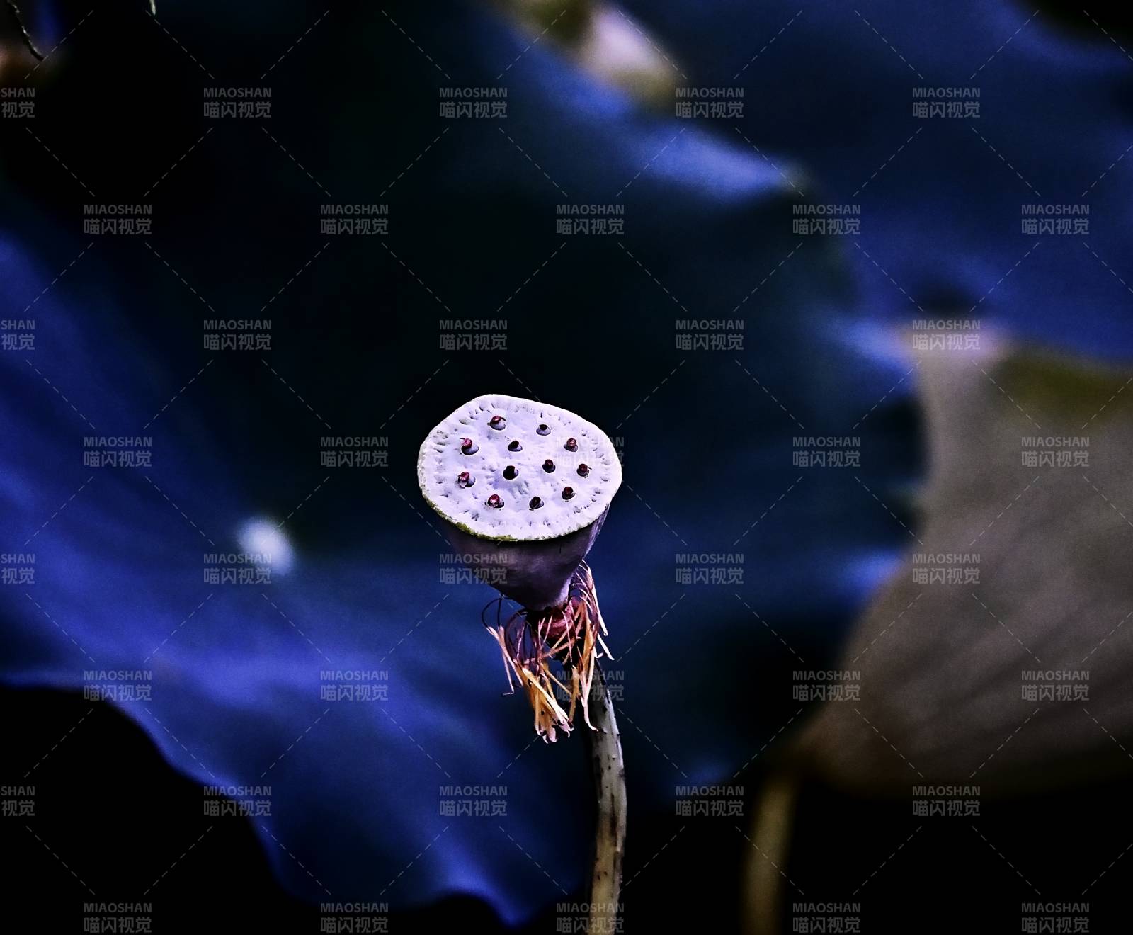 莲蓬静谧 蓝叶相伴图片