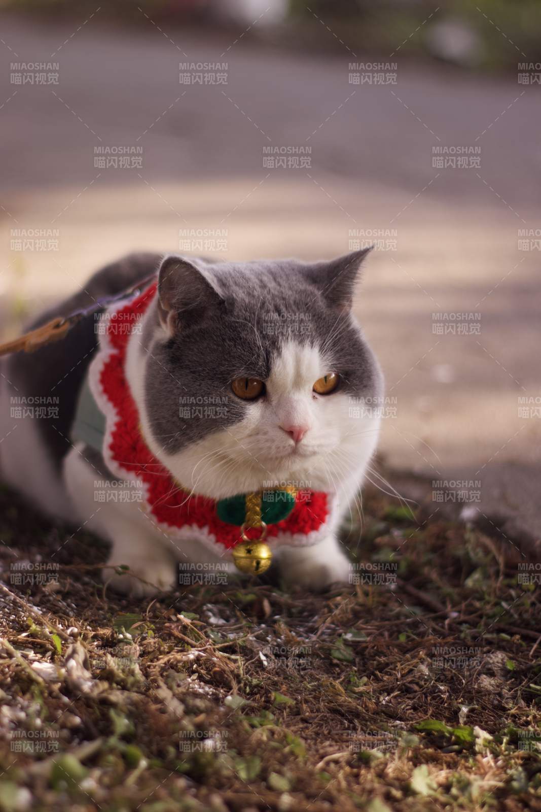 圣诞装扮的猫咪图片