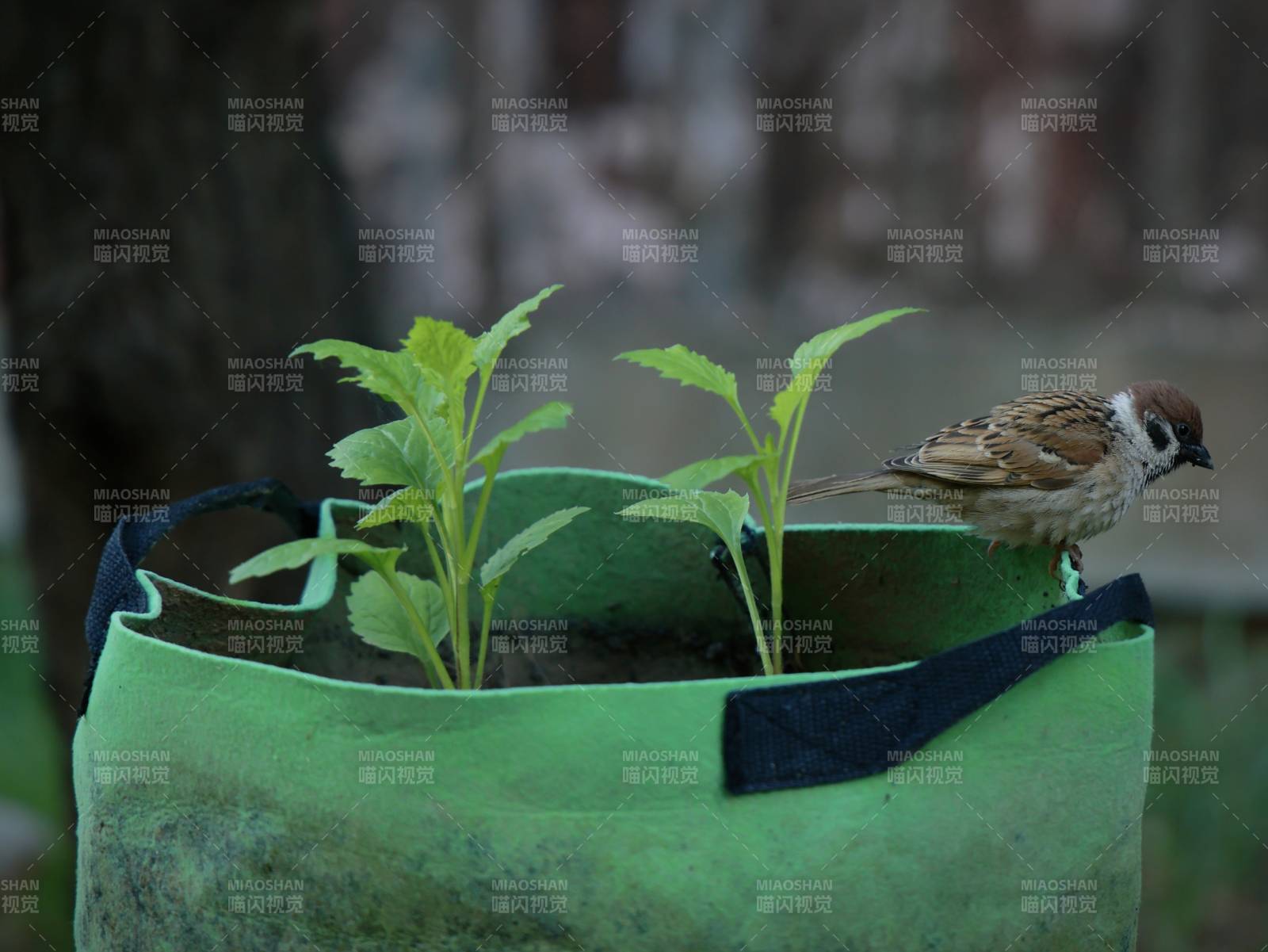 小鸟栖息在绿植盆中图片