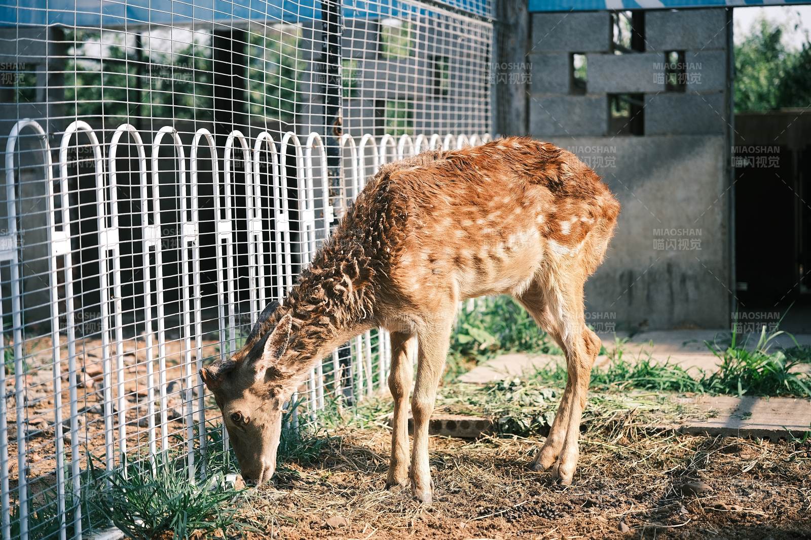围栏内的梅花鹿低头觅食图片