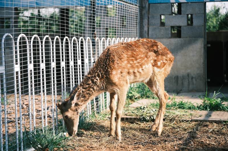 围栏内的梅花鹿低头觅食图片