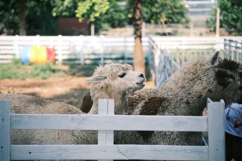 围栏内的羊驼图片
