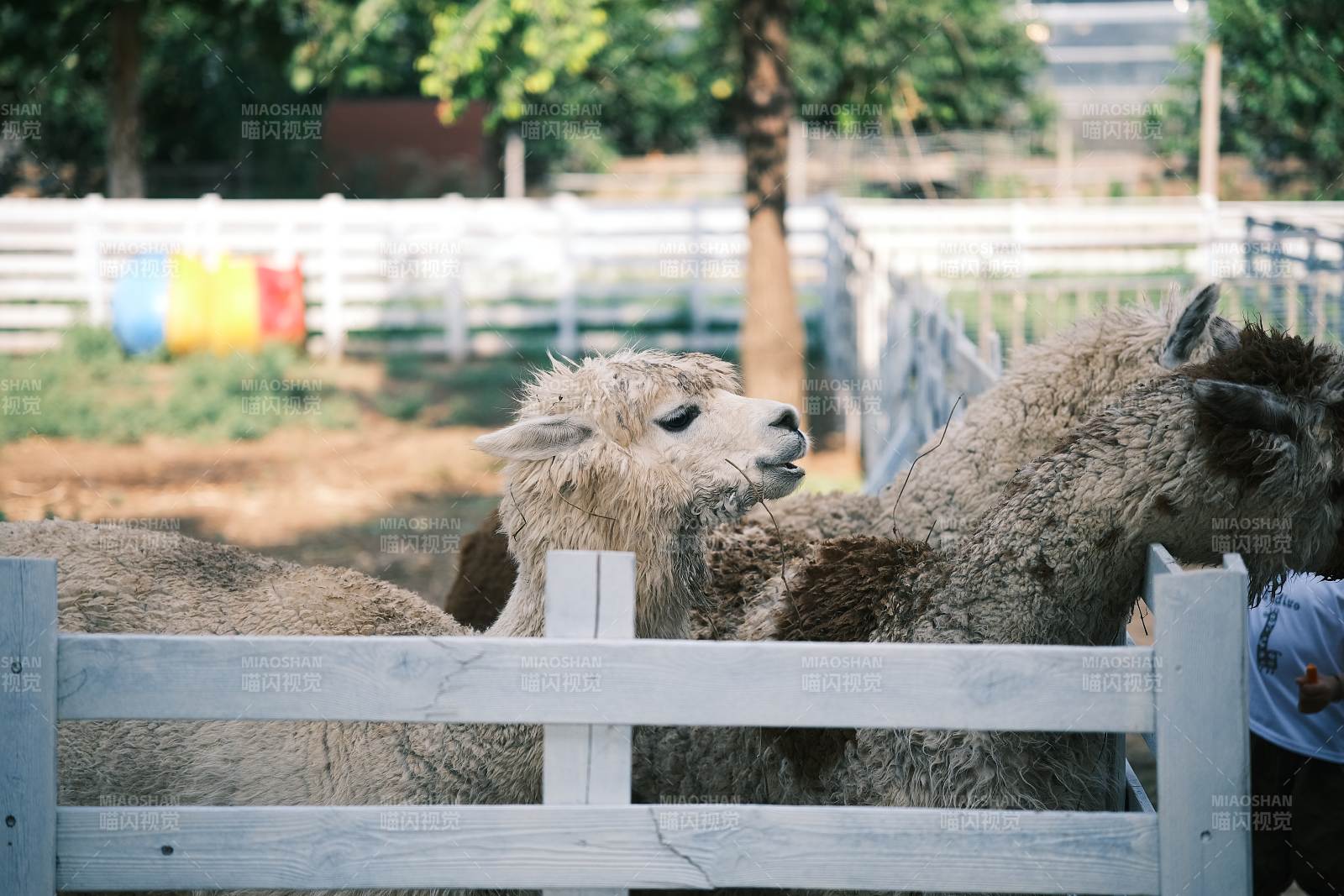 围栏内的羊驼图片