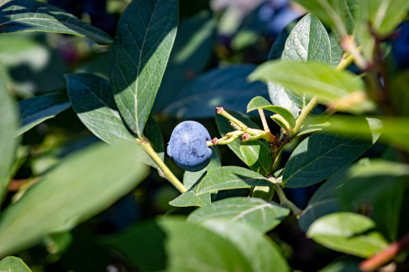 蓝莓枝头绿叶相伴图片