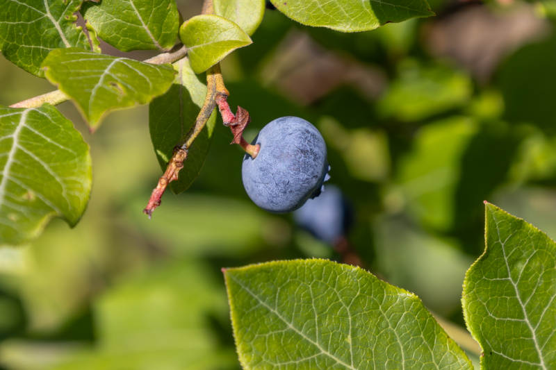 蓝莓枝头绿叶相伴图片