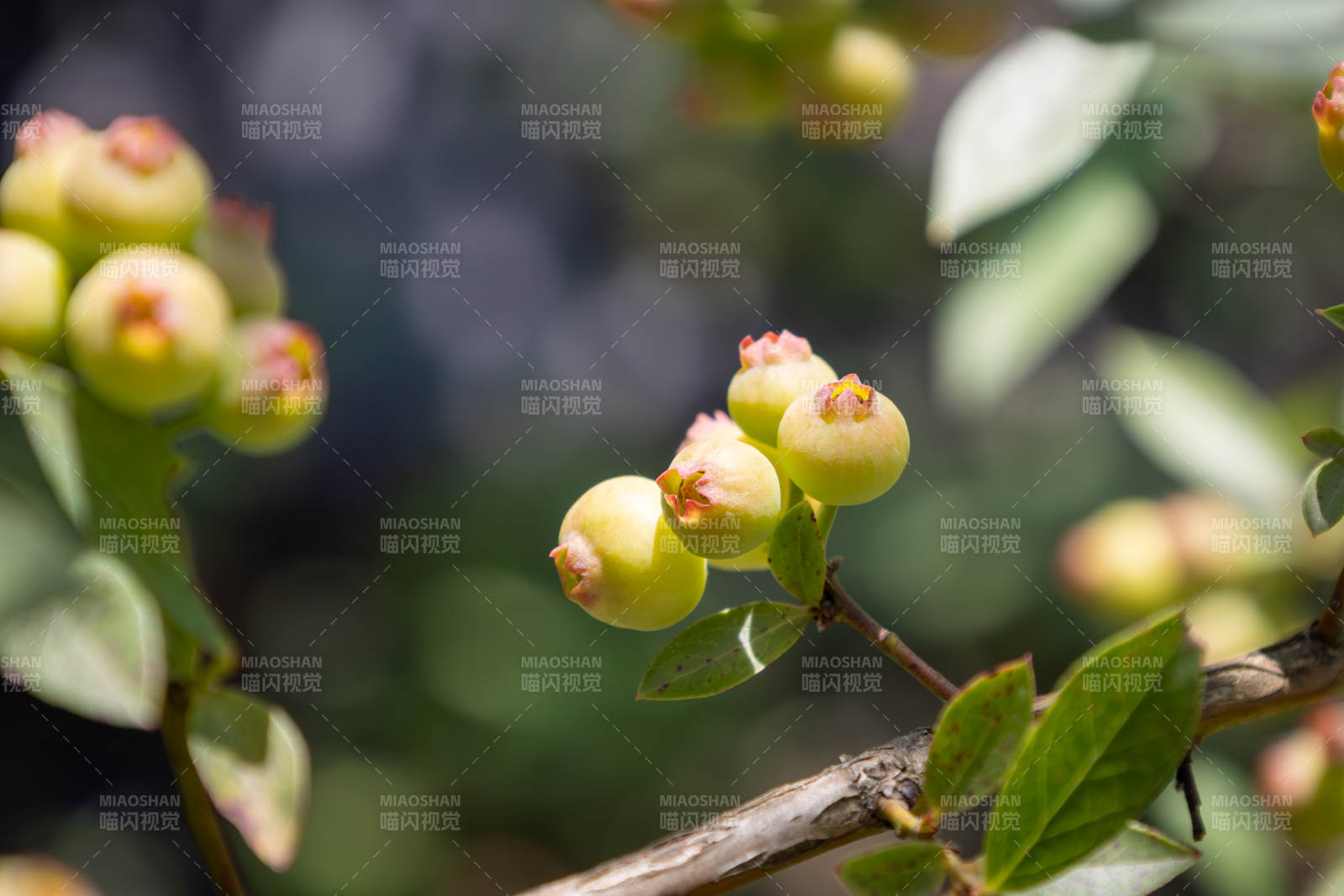 绿叶上的小果子图片