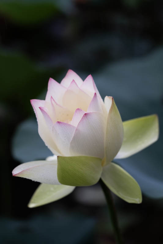 静谧莲花 淡雅绽放图片