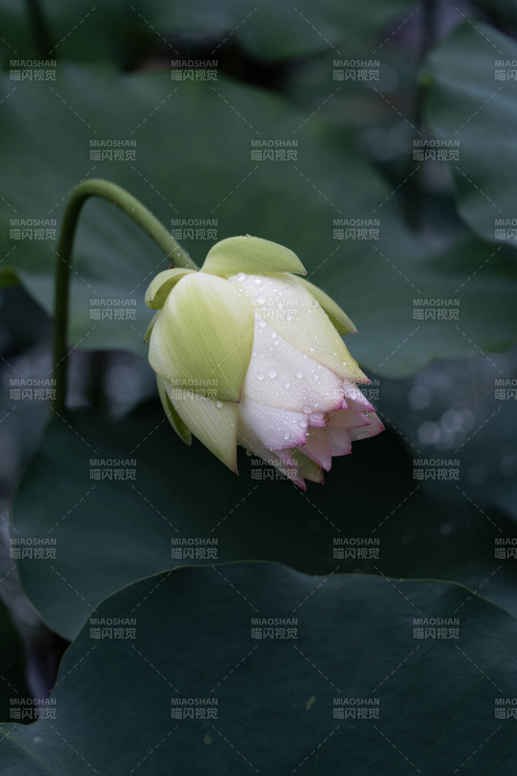 雨后荷花含苞待放图片