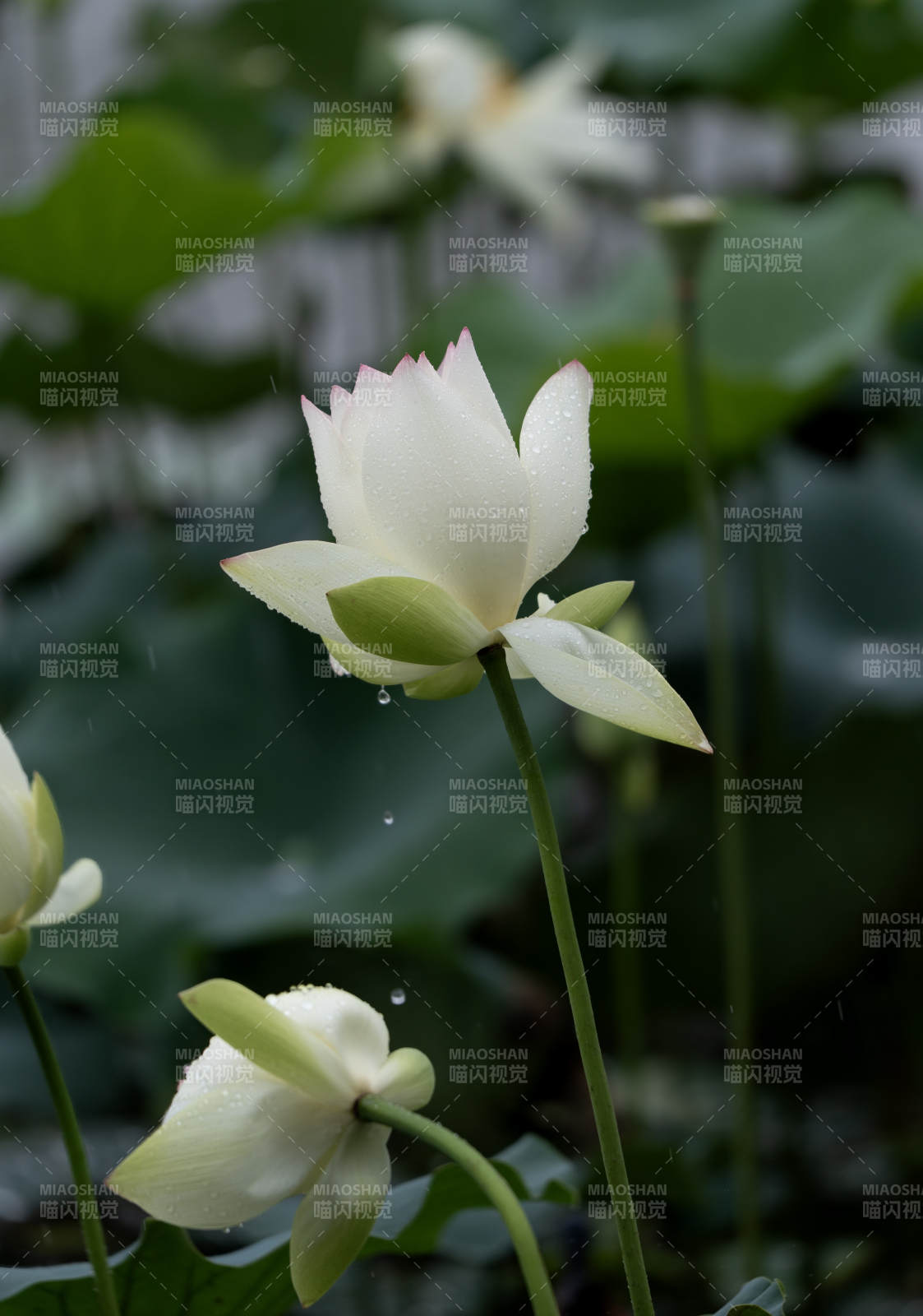 雨中白莲静谧绽放图片