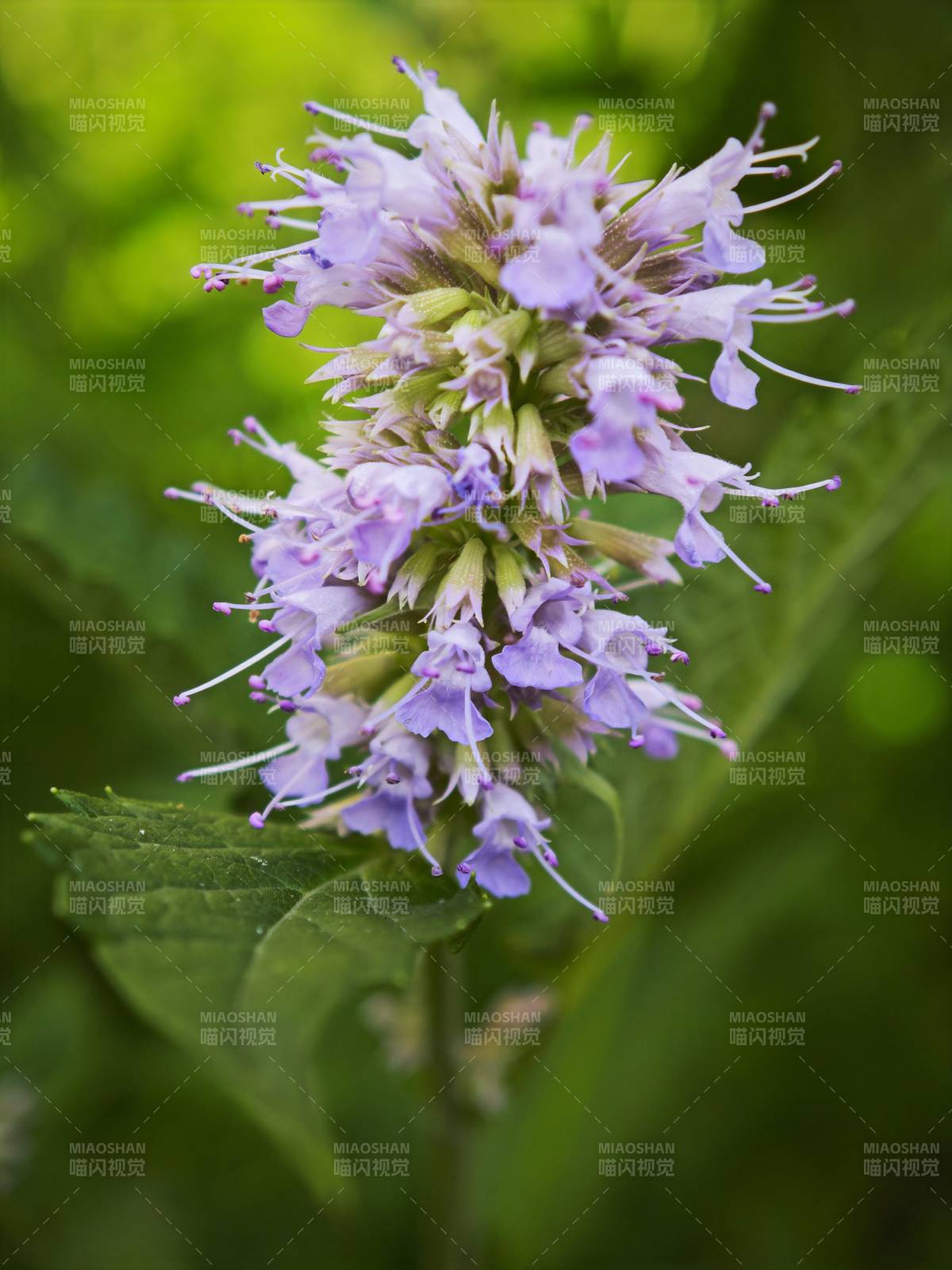 紫色小花簇特写图片