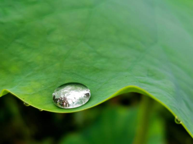 叶尖水滴 自然之美图片