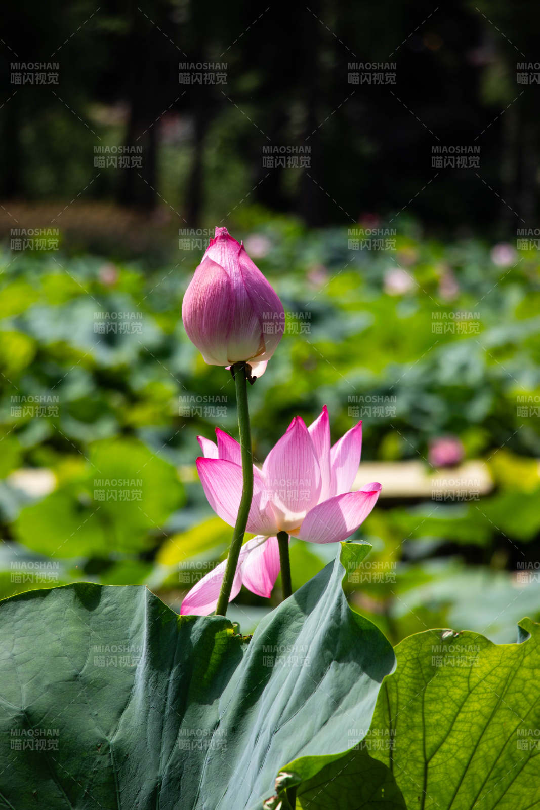 夏日荷花 静谧绽放图片