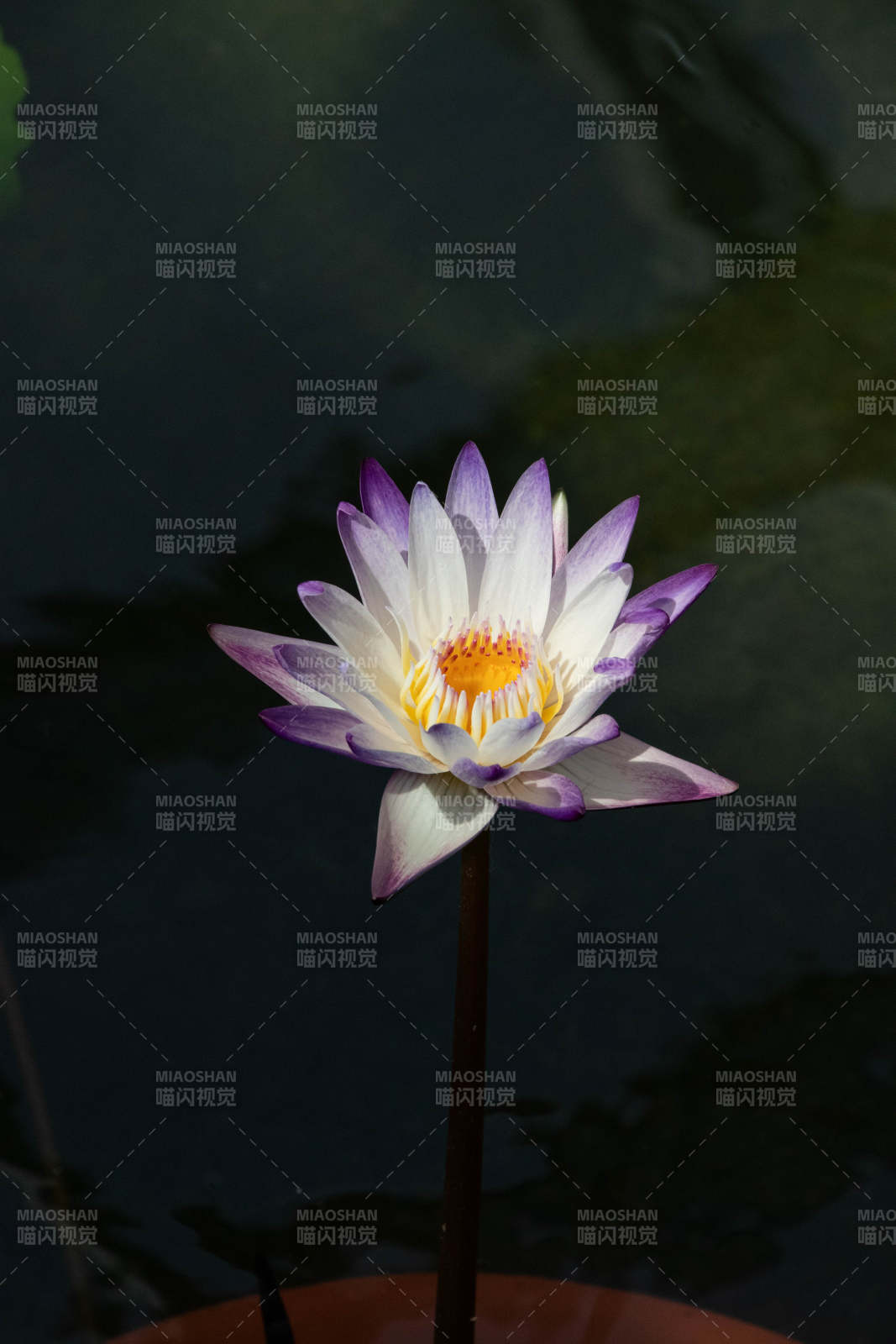 池中绽放的紫白莲花图片