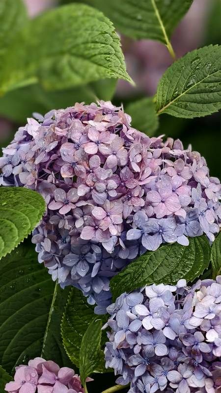 绣球花绽放的美丽瞬间图片