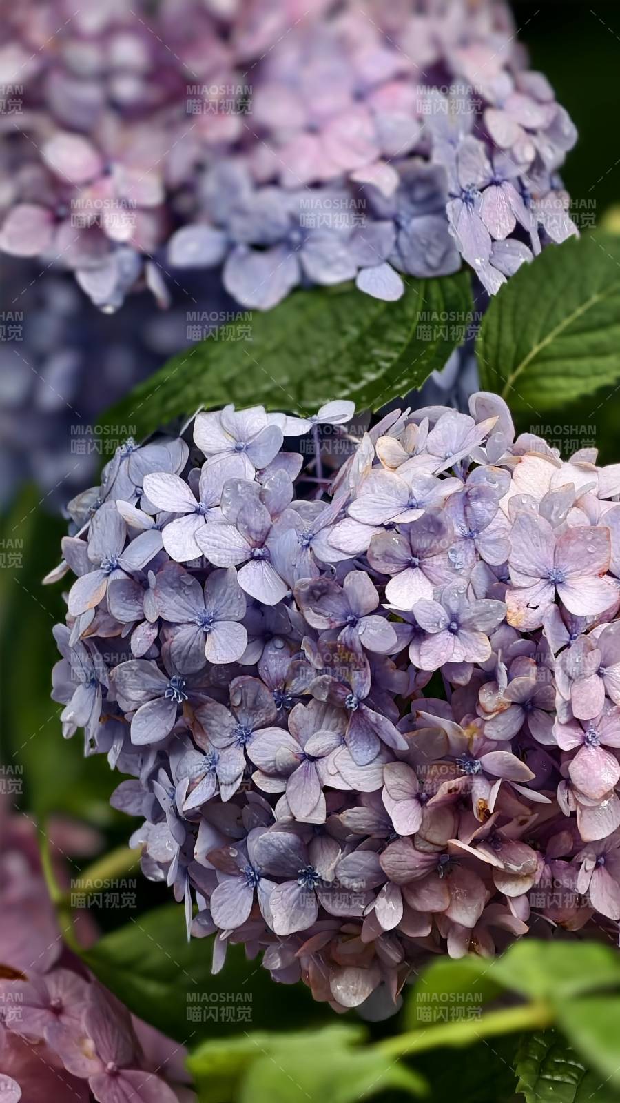 紫色绣球花的美丽瞬间图片