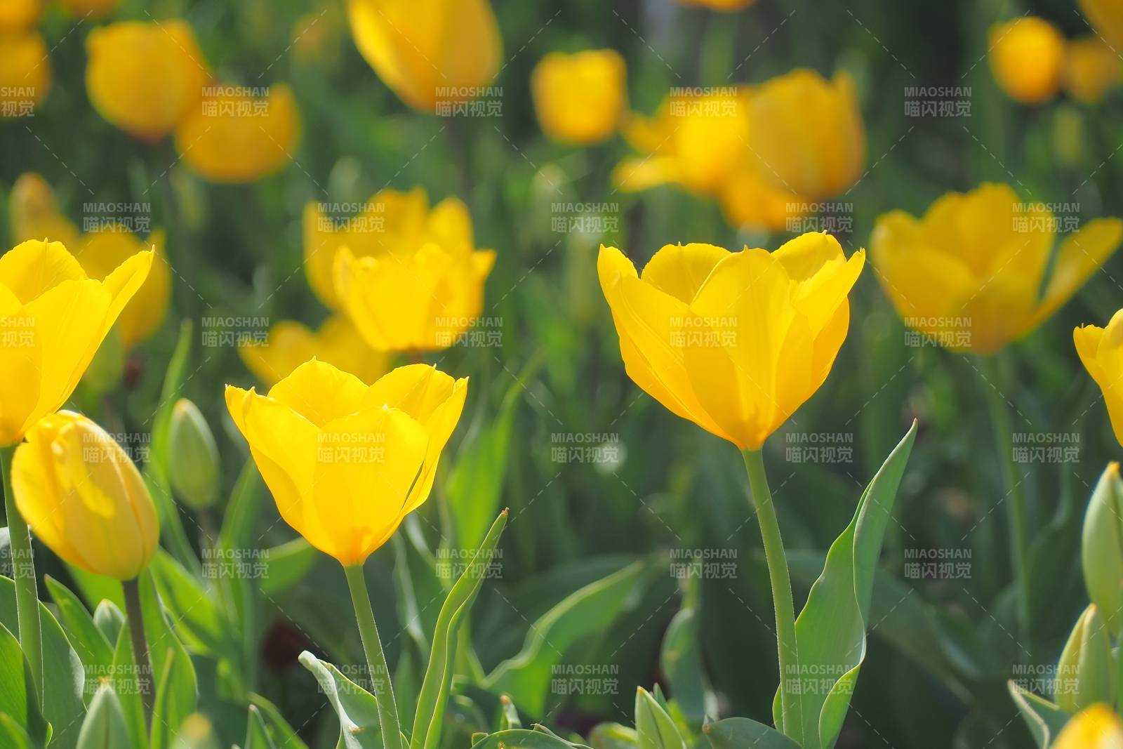 黄色郁金香花田美景图片