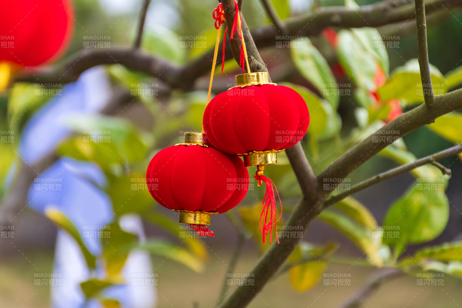 红灯笼挂枝头迎新春图片