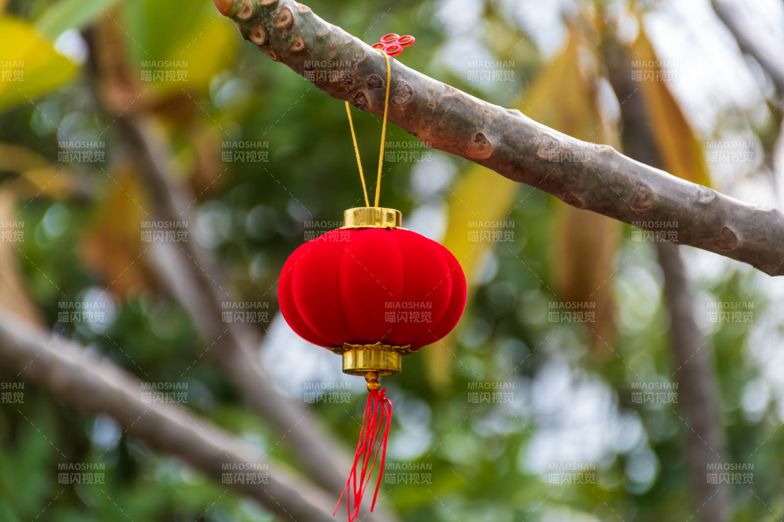 树上挂着的红色灯笼图片
