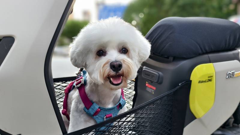 可爱狗狗安全乘车 笑容满面图片