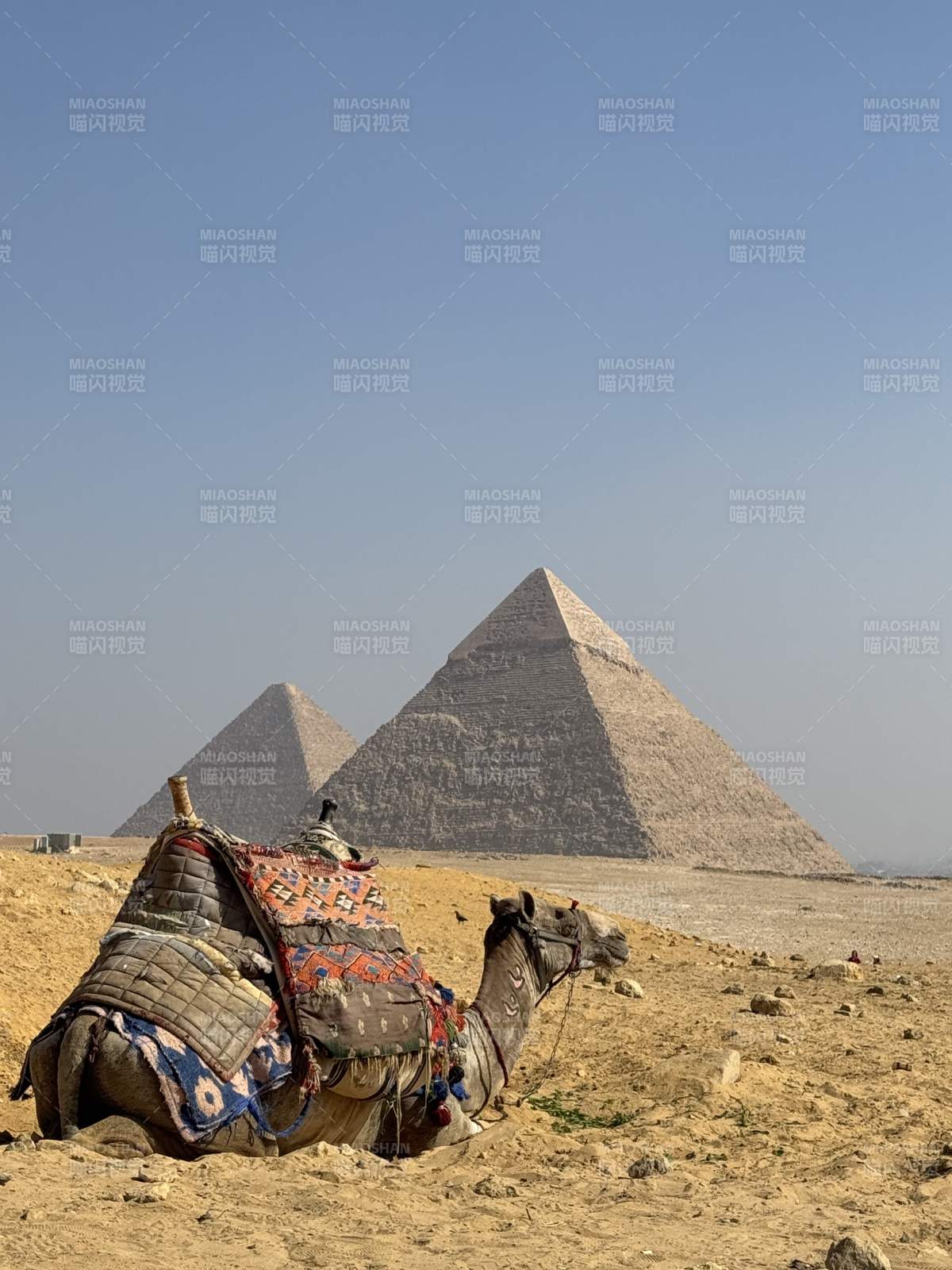 金字塔下的骆驼静憩图片