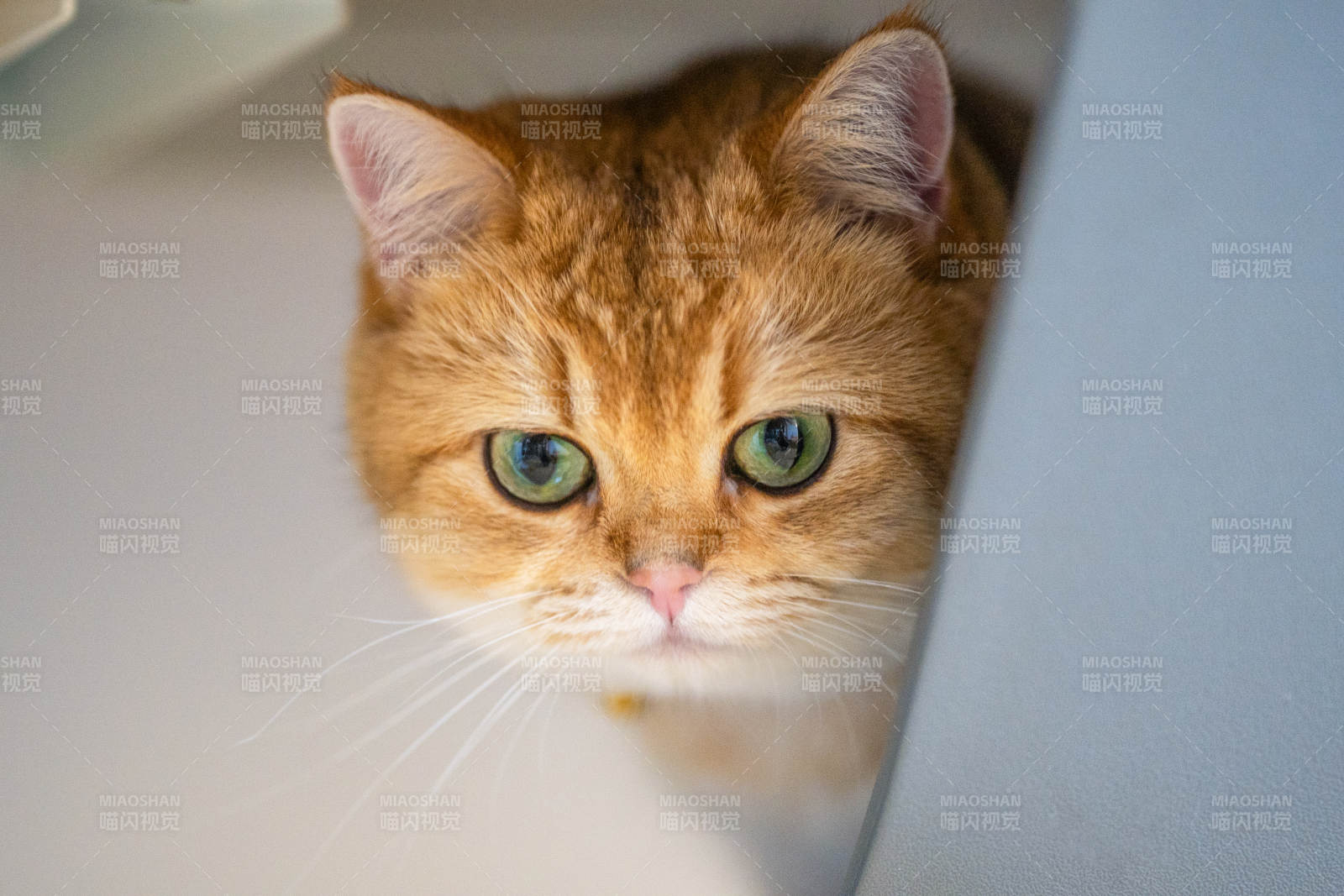 橘猫偷窥 萌态十足图片