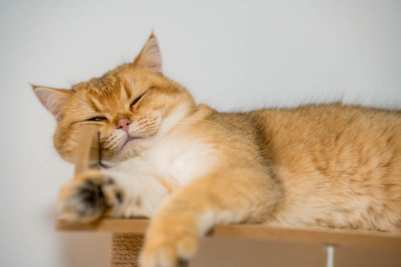 猫咪悠闲午睡时光图片