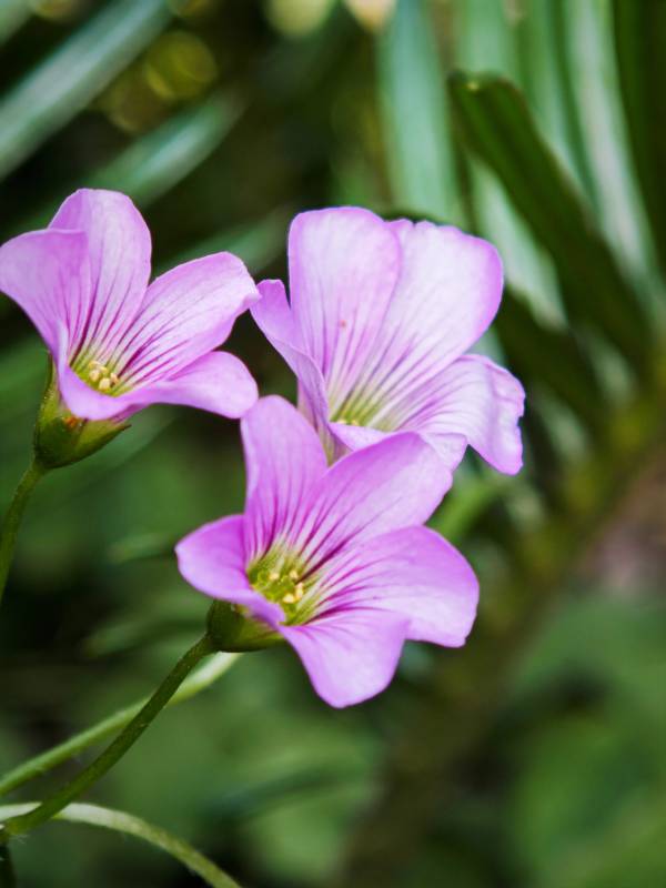 粉色花朵的自然之美图片