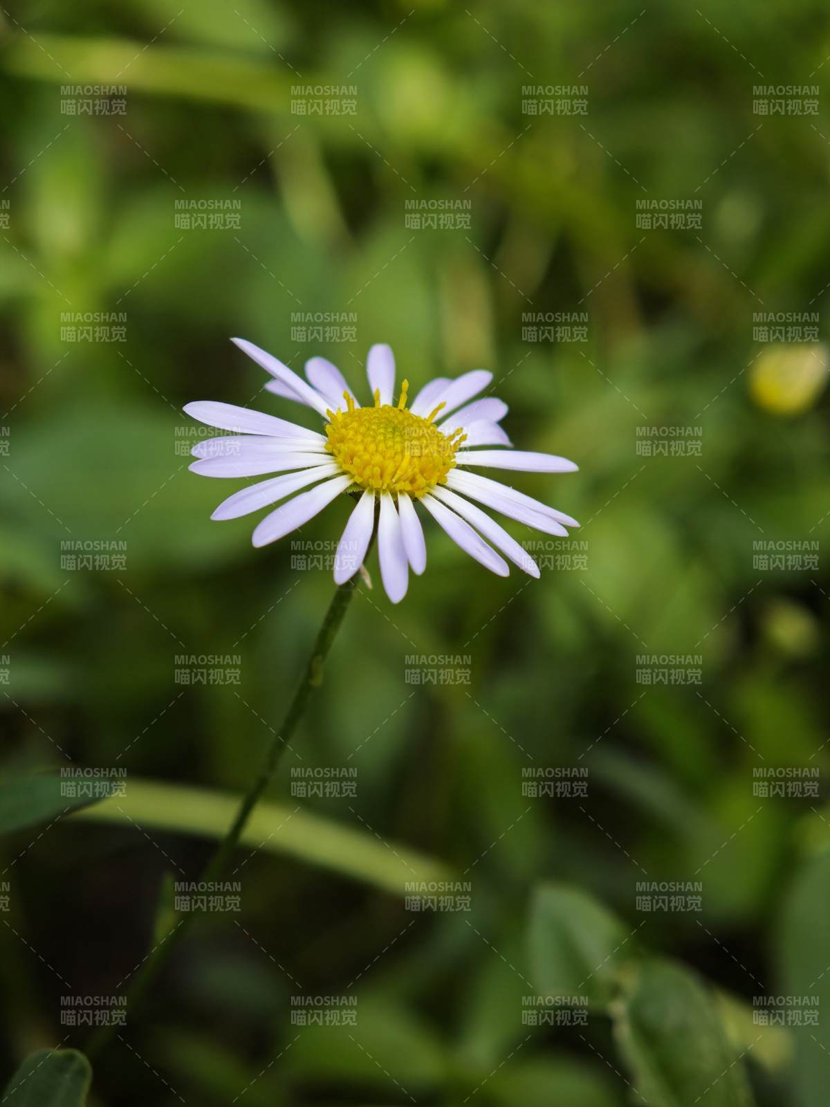 野地小雏菊 清新自然美图片
