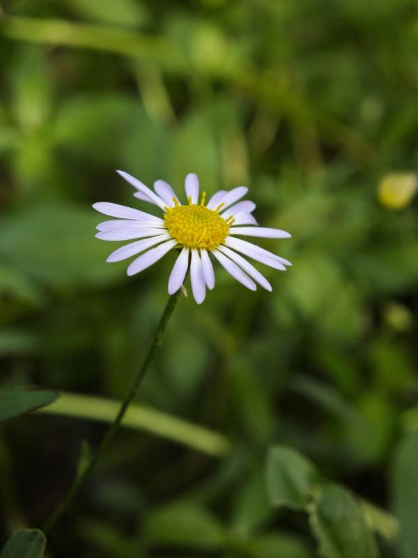 野地小雏菊 清新自然美图片