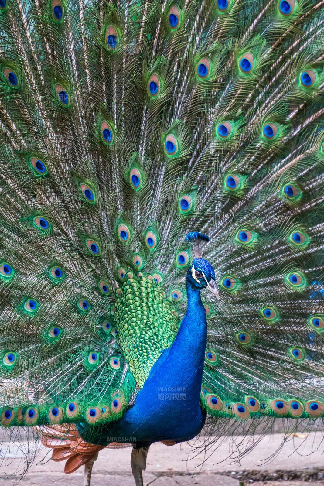 孔雀开屏 绚丽多彩图片