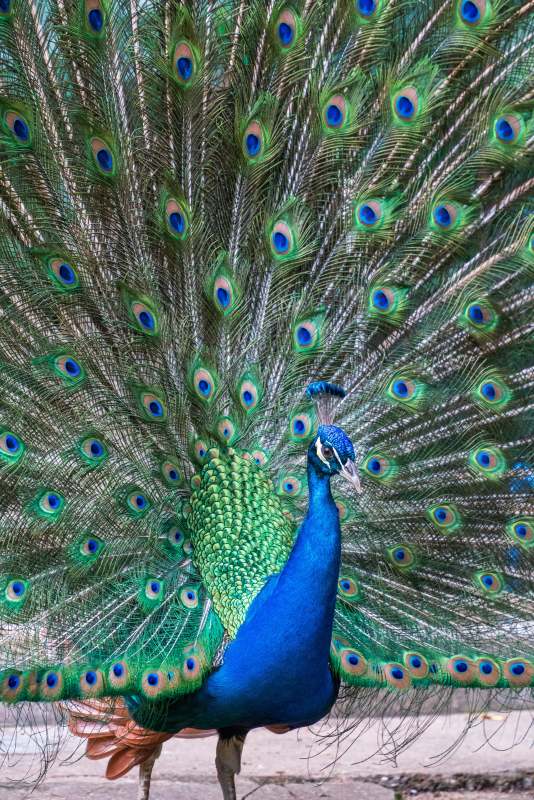 孔雀开屏 绚丽多彩图片