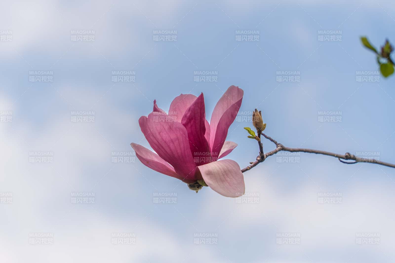 春日盛开的木兰花朵图片