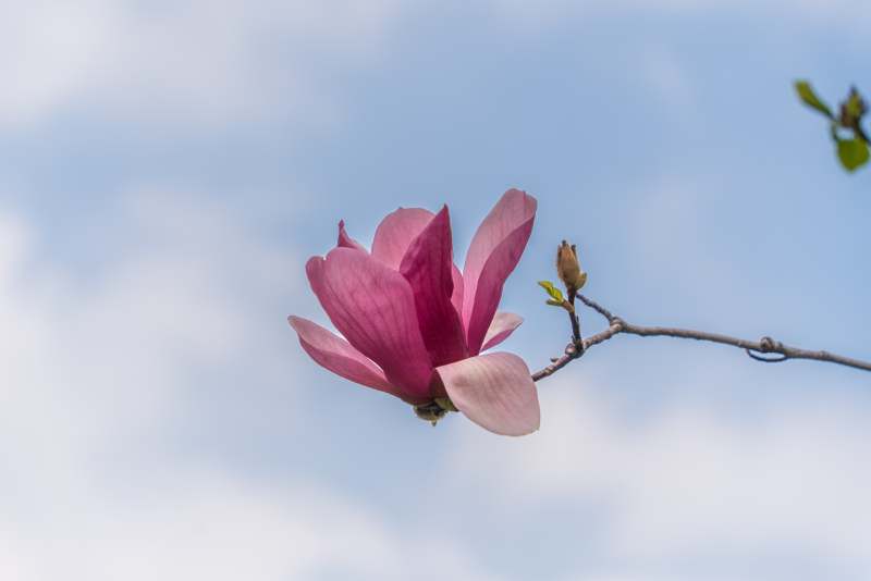 春日盛开的木兰花朵图片