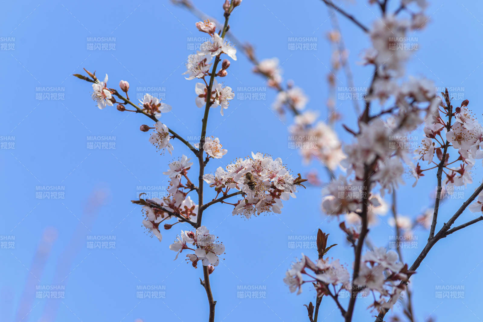 春日樱花绽放蓝天背景图片