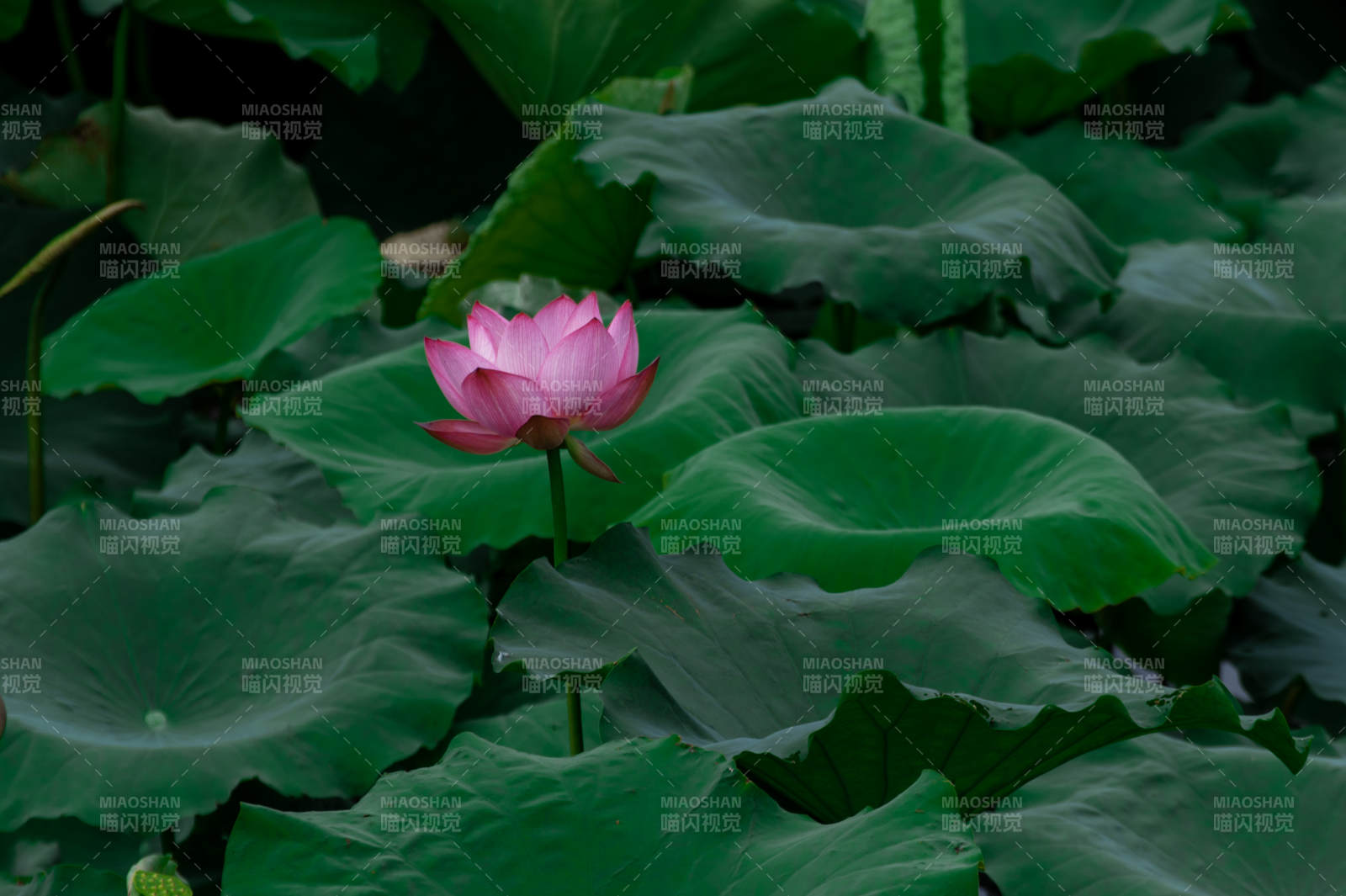 荷塘静谧 粉莲独绽图片